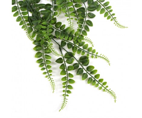 Pelléa fern