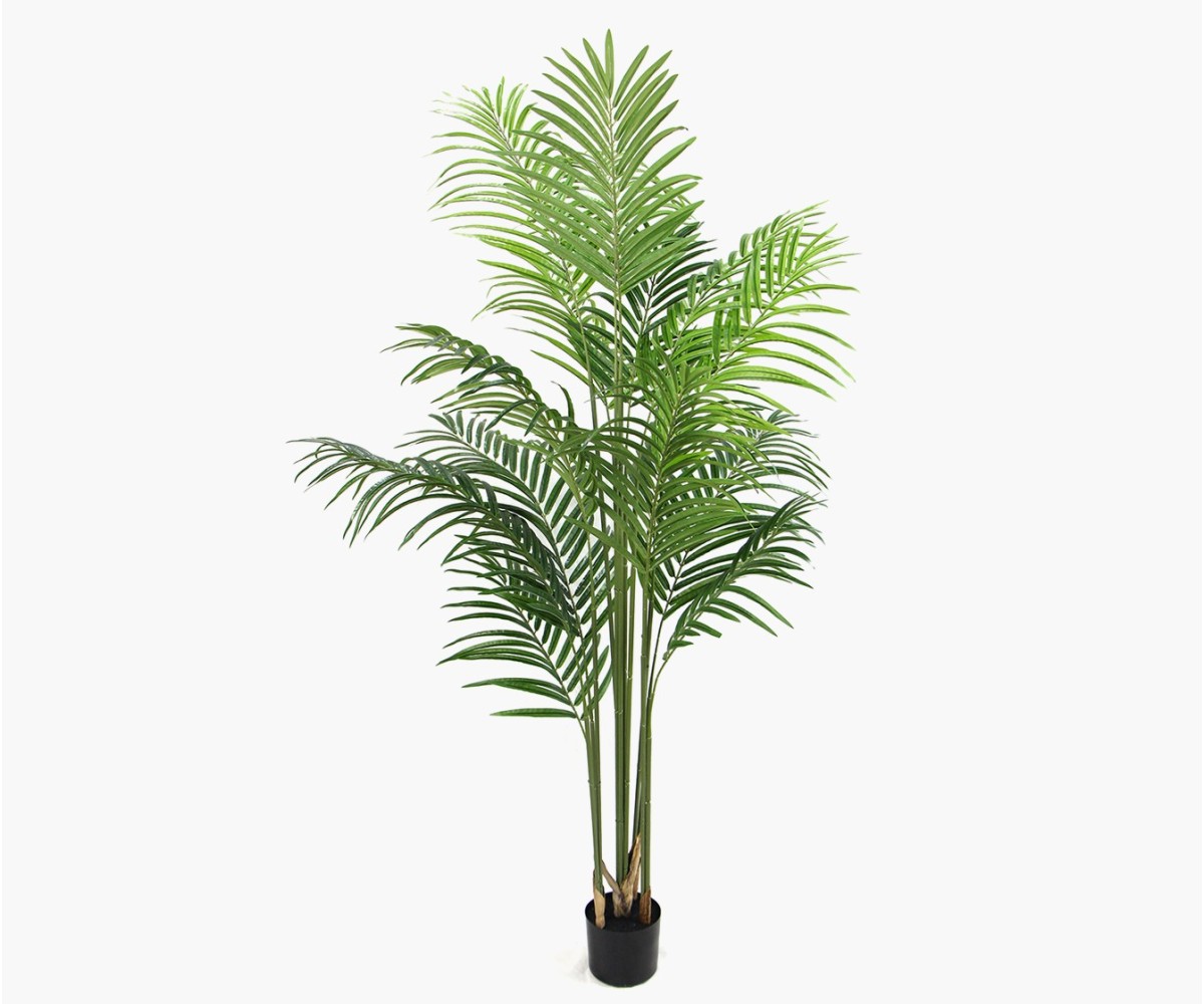 Comment bien choisir un palmier pour son intérieur ? - Jardiland
