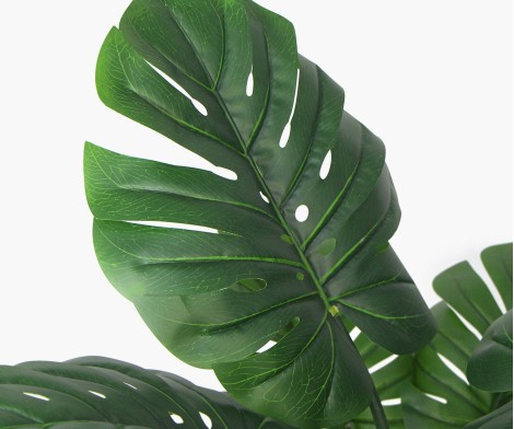 Monstera