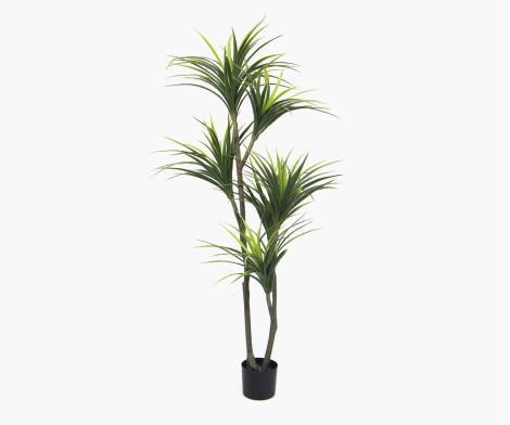 Dracaena