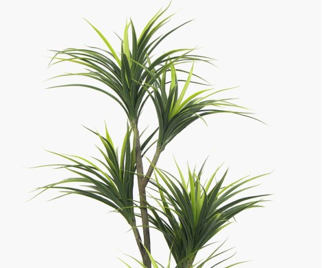 Dracaena