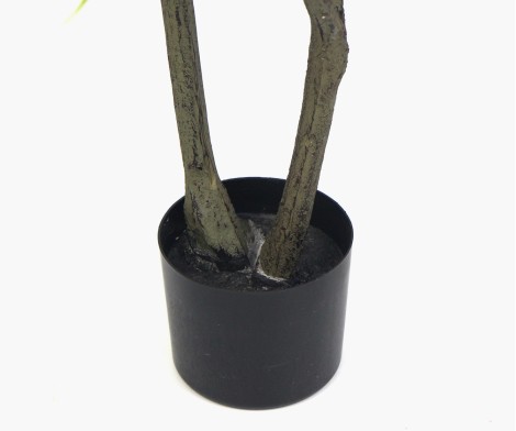 Dracaena