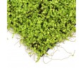 Mousse soleirole