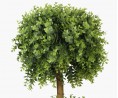 Ficus Bonsai - 140cm