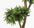Ficus Bonsai - 140cm