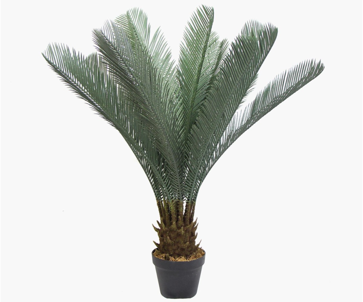 Waterval Palm