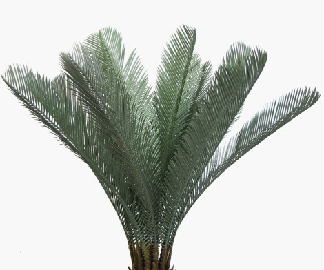 Waterval Palm