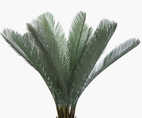 Cycas du Japon - 80cm