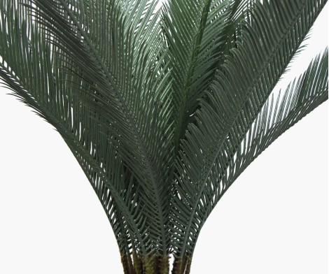 Waterval Palm