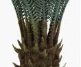 Cycas du Japon - 80cm