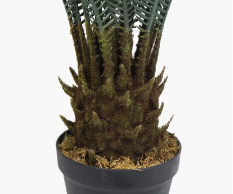 Cycas du Japon - 80cm