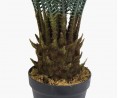 Cycas du Japon - 80cm