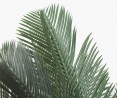 Cycas du Japon - 80cm