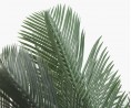 Waterfall palm