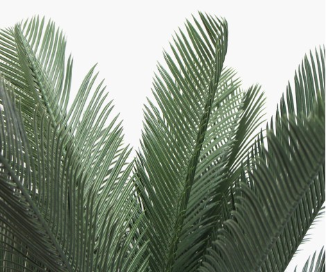 Cycas du Japon - 80cm