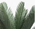 Cycas du Japon - 80cm