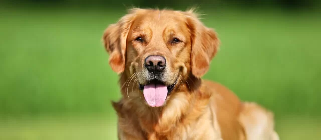 Quel gazon synthétique pour les animaux ?