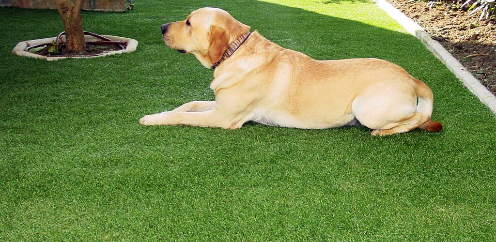 Dog lying comfortably on a fake lawn