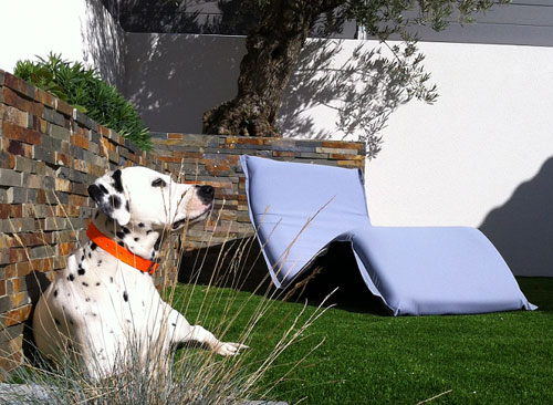 Dog on synthetic grass