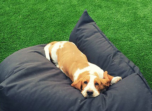 Dog on synthetic grass