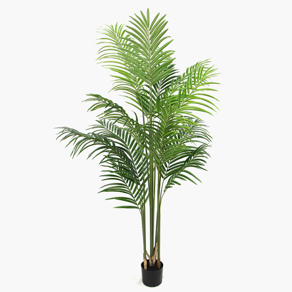 Tall plant