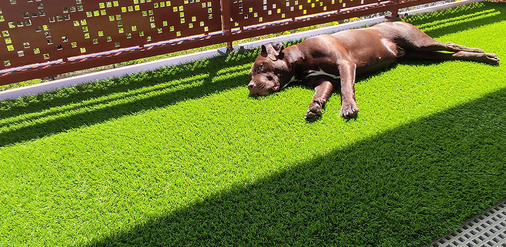 Chien allongé sur du gazon artificiel