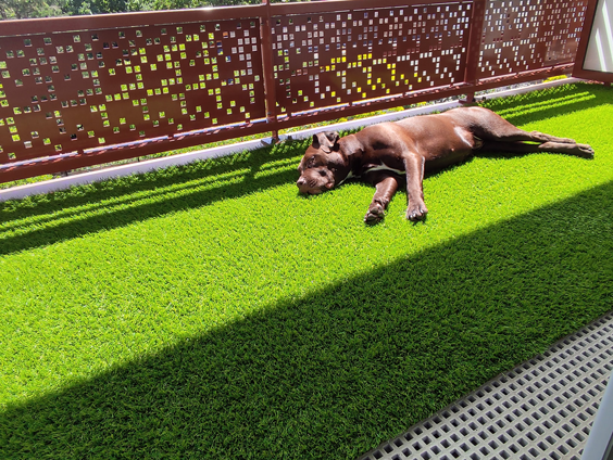 chien sur gazon artificiel